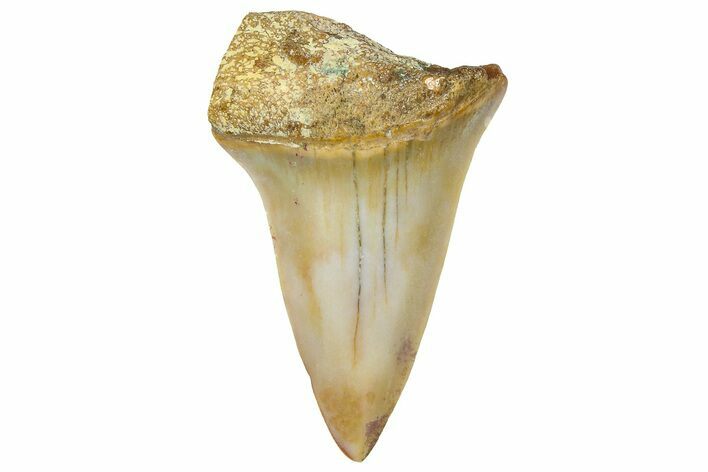 Fossil Mako Shark Tooth - Dakhla, Morocco #365229